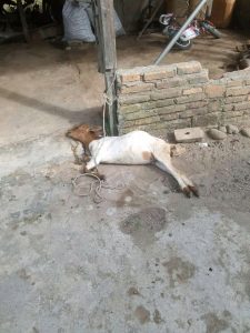 Kambing masyarakat yang nati